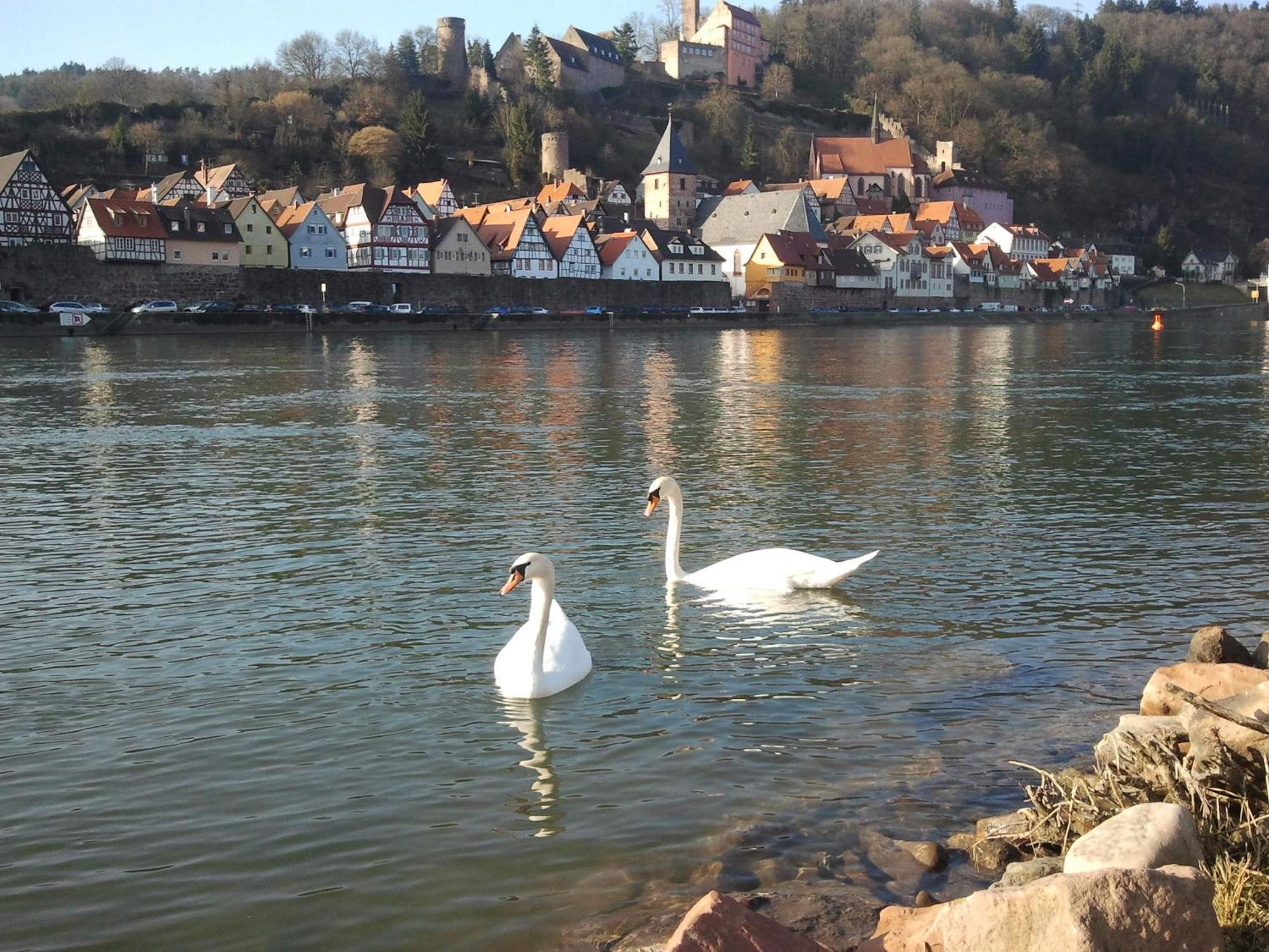 Romantisches Hirschhorn Am Neckar Dış mekan fotoğraf
